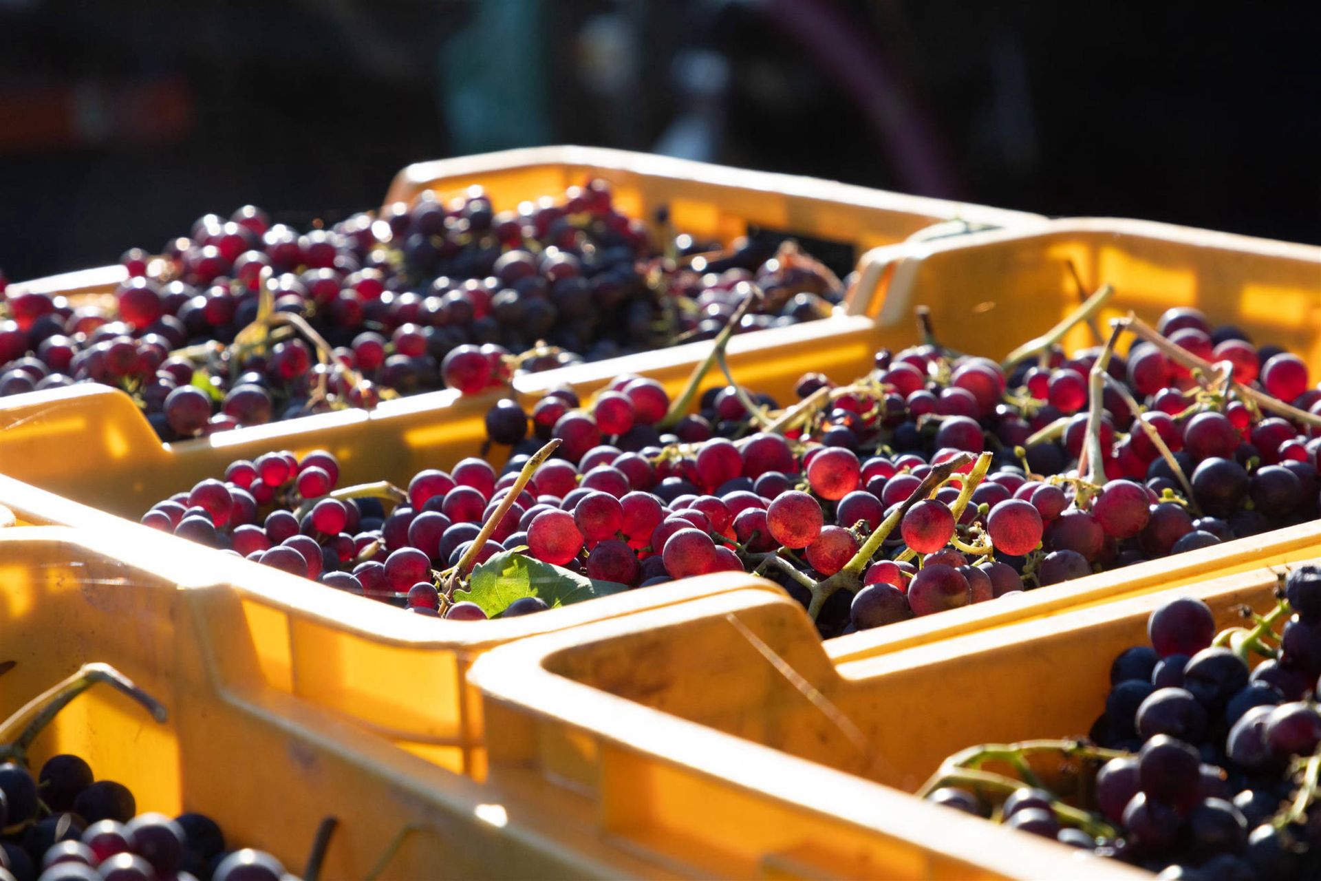 Viticoltori Ingauni S.a.c.